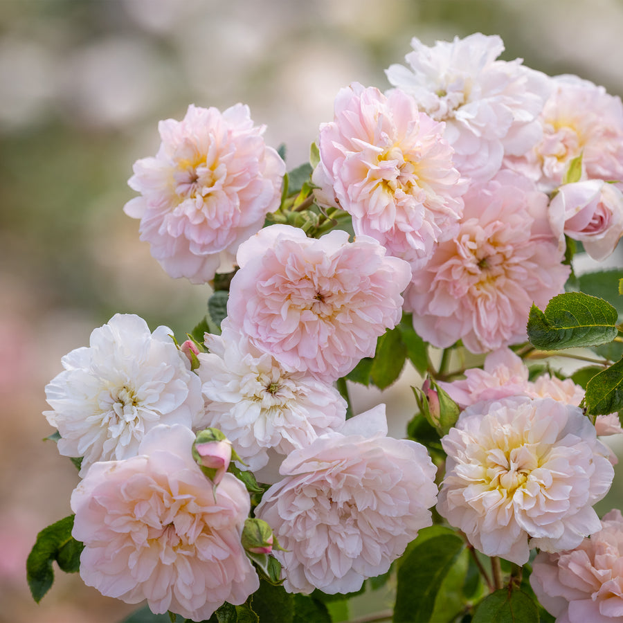David Austin Elizabeth® Rose