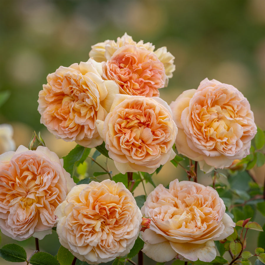 David Austin Bathsheba® Climbing Rose