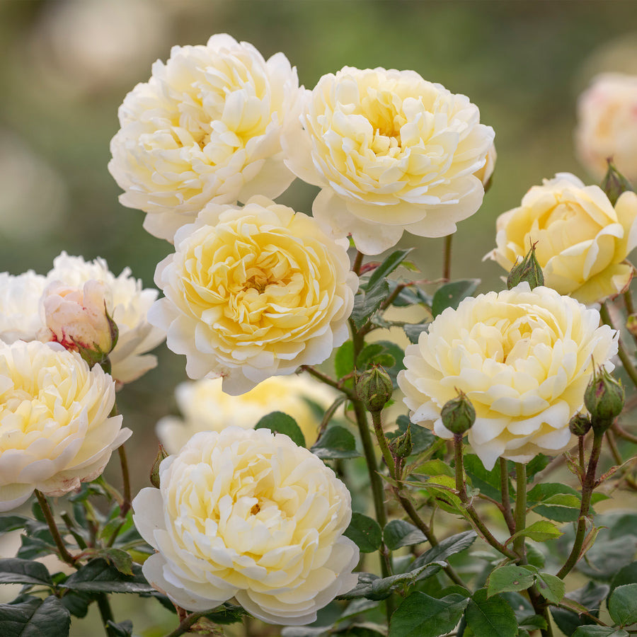 David Austin Nye Bevan® Rose