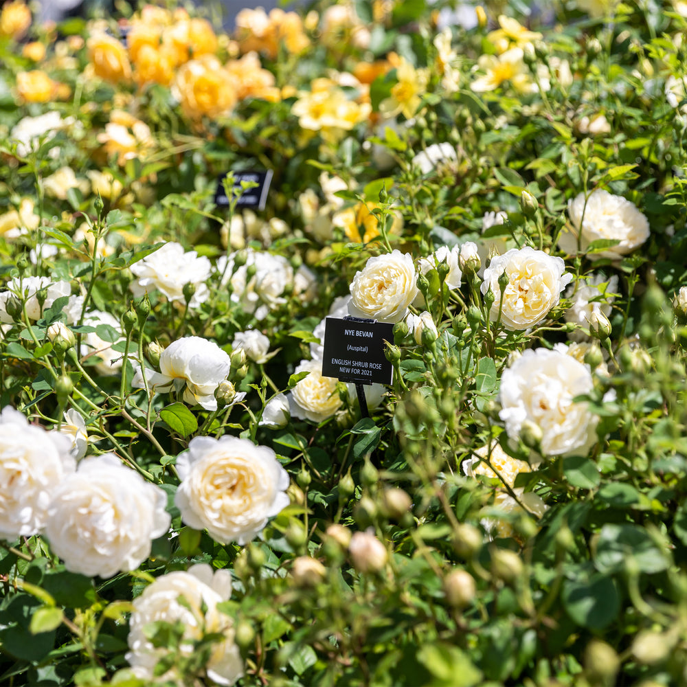 David Austin Nye Bevan® Rose