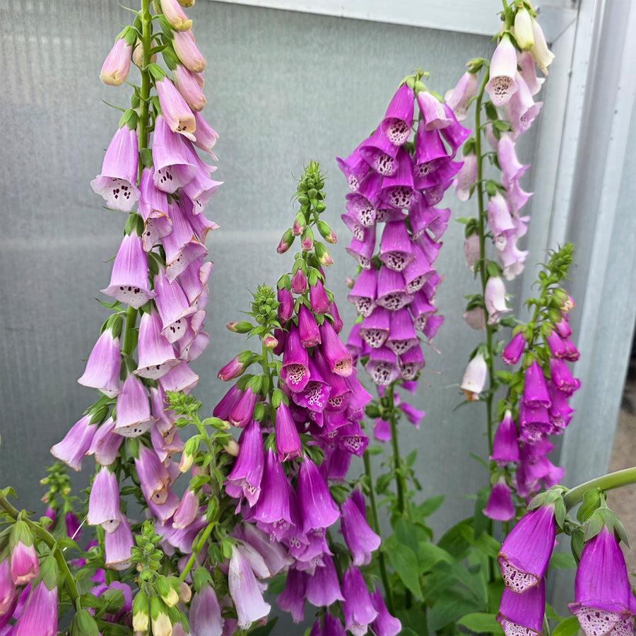Foxy Foxglove