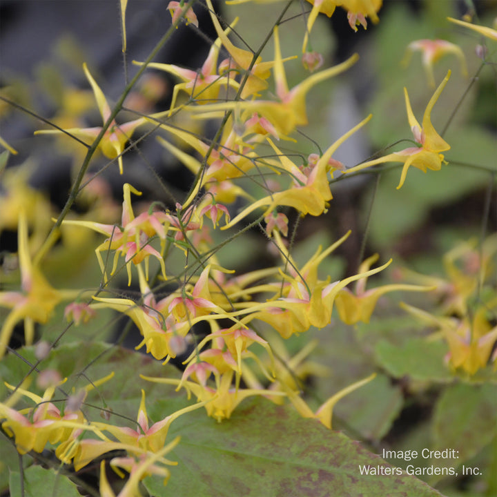 Songbird Barrenwort