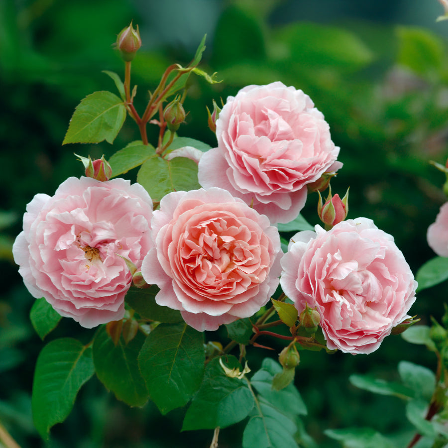 David Austin Strawberry Hill® Climbing Rose