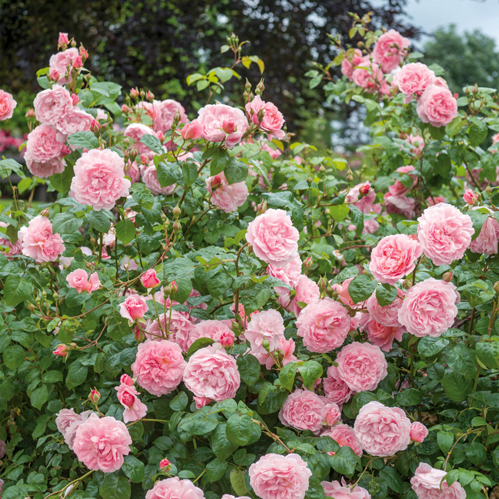 David Austin Strawberry Hill® Climbing Rose