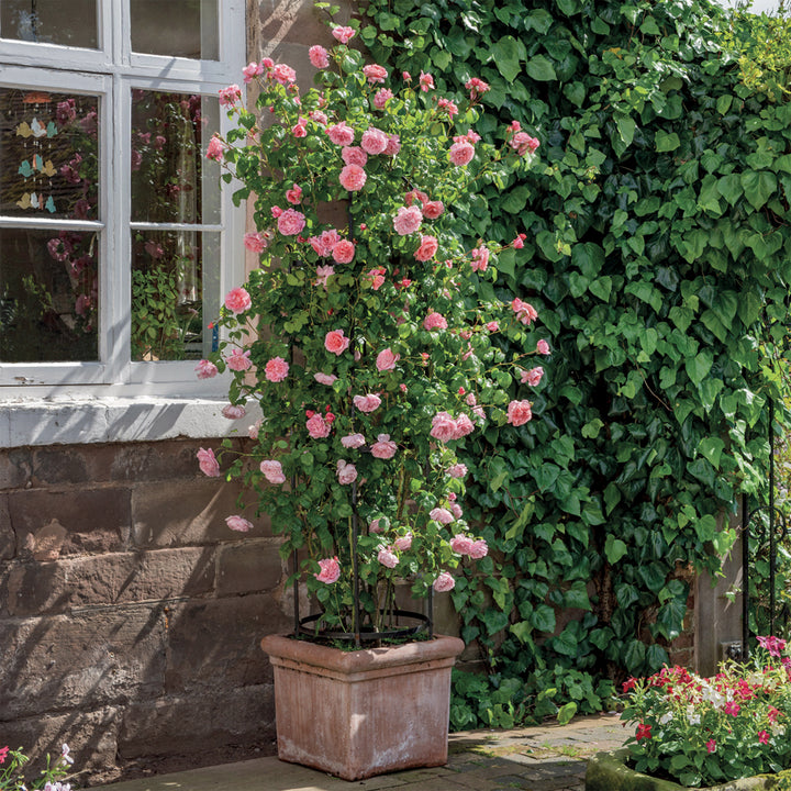 David Austin Strawberry Hill® Climbing Rose