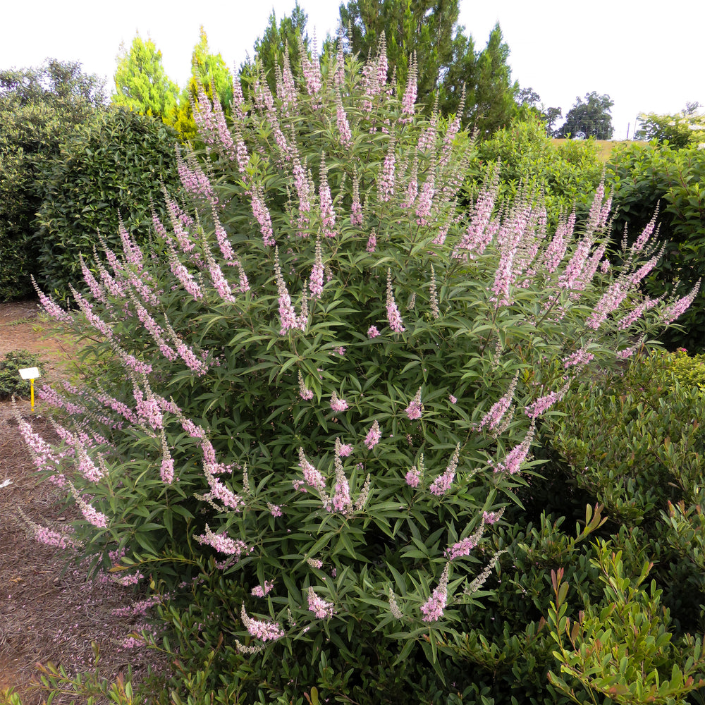 Galactic Pink® Chastetree
