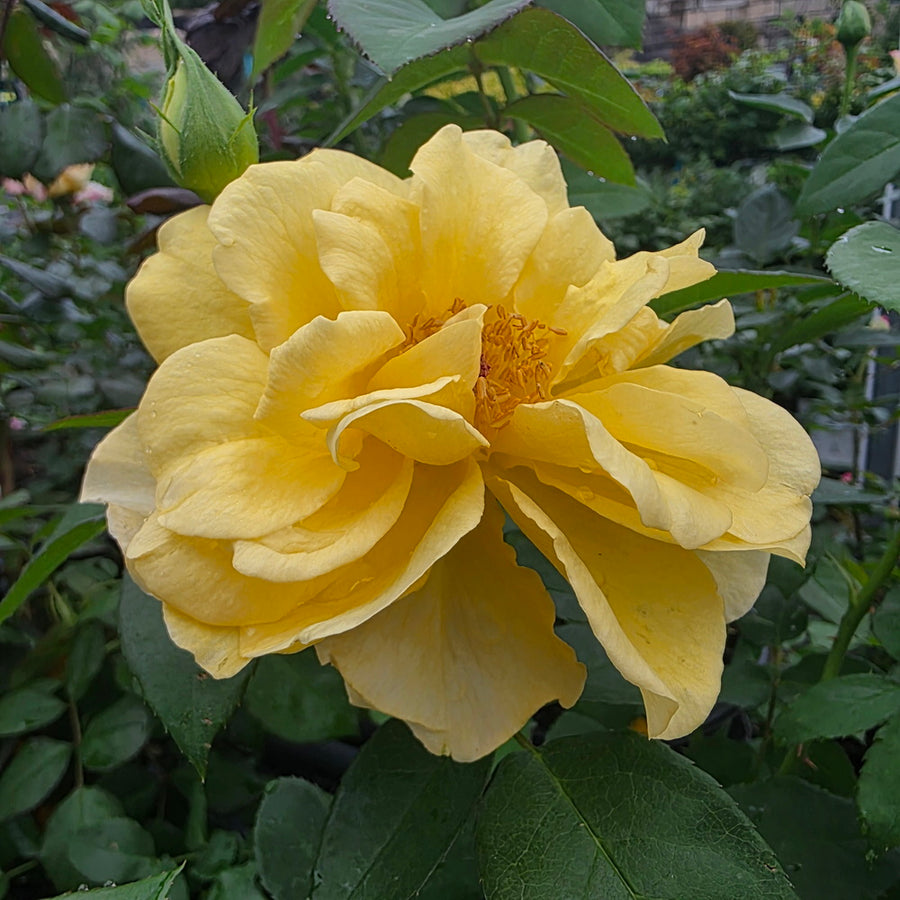 Bee Heaven™ Rose