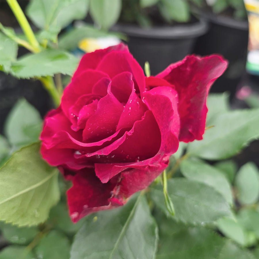 Dancing in the Dark™ Rose