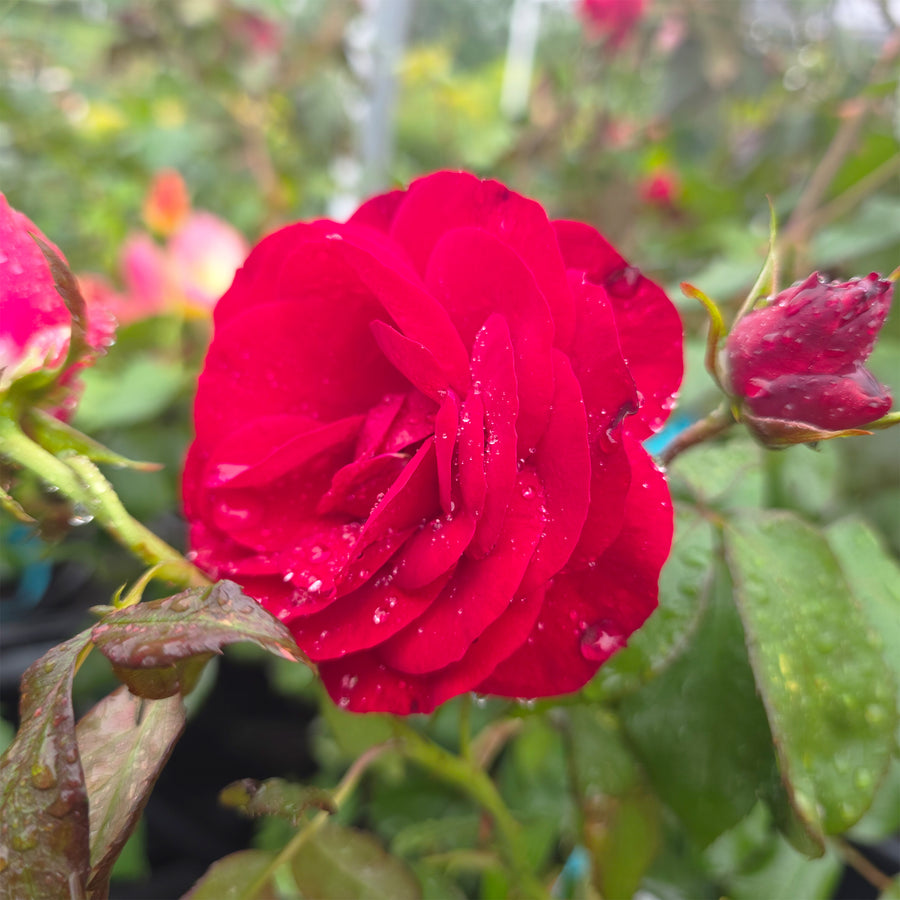 Europeana Rose