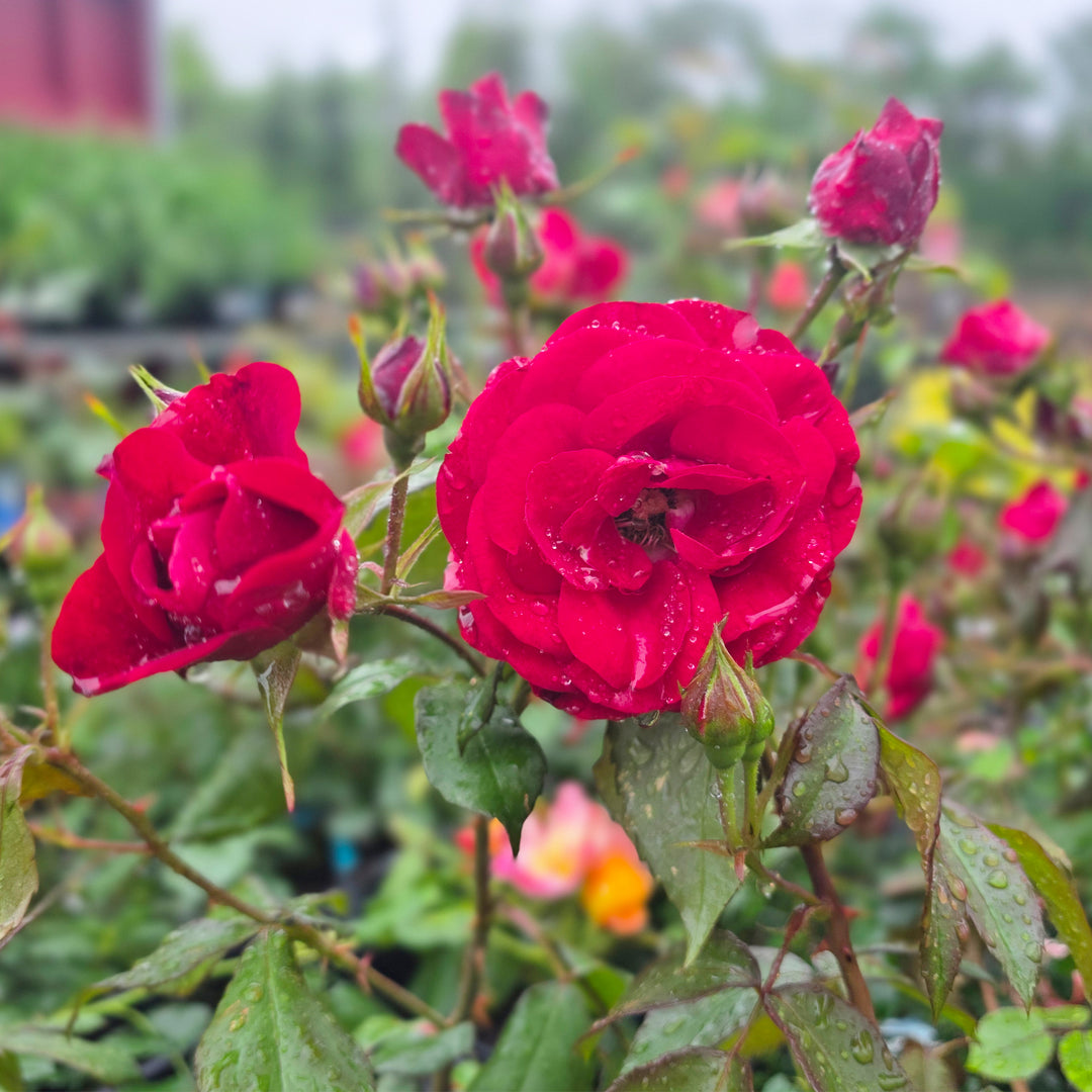 Europeana Rose
