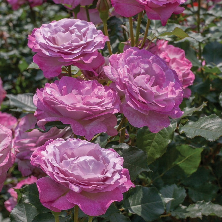 Nicole Carol Miller Rose
