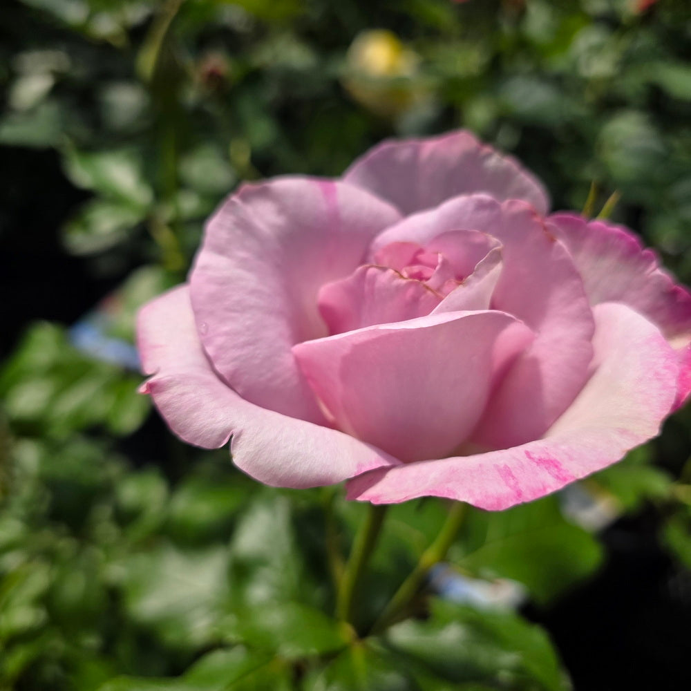 Nicole Carol Miller Rose
