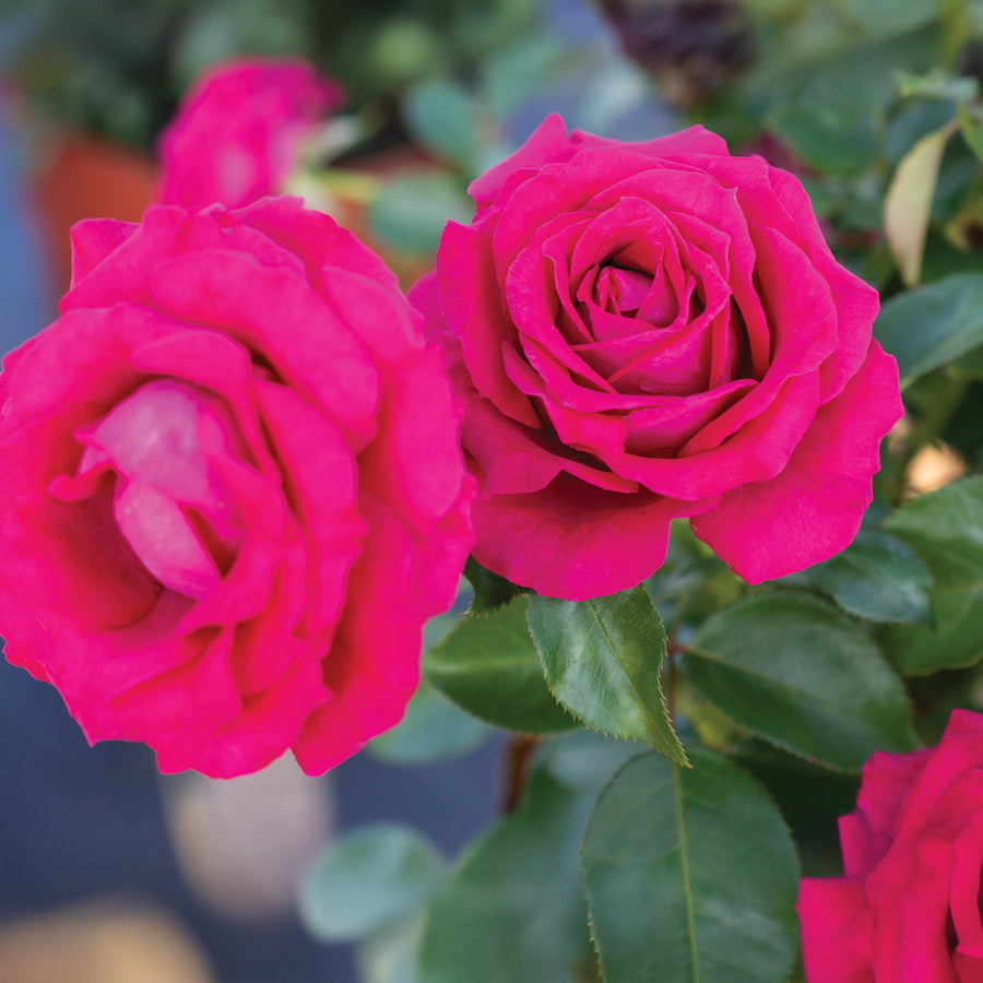 Sweet Spirit™ Rose