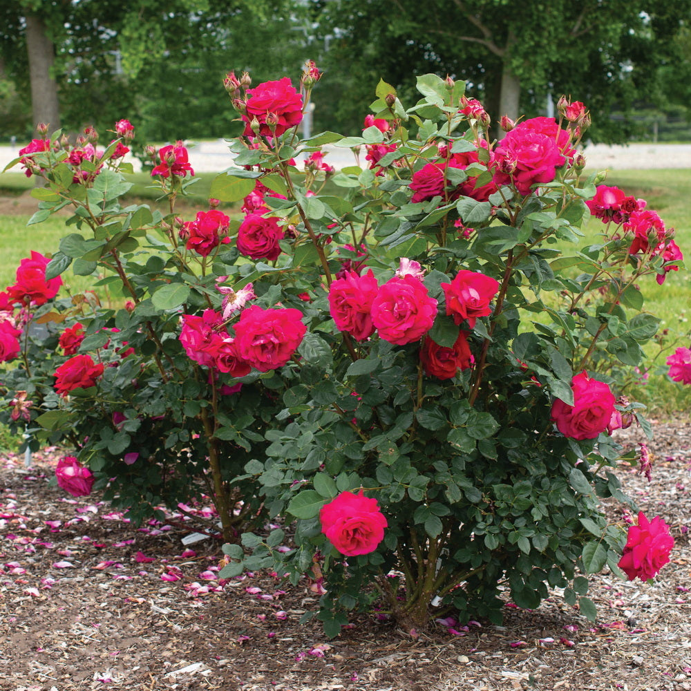 Sweet Spirit™ Rose