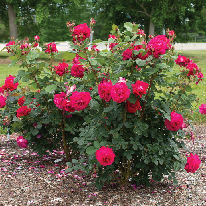 Sweet Spirit™ Rose