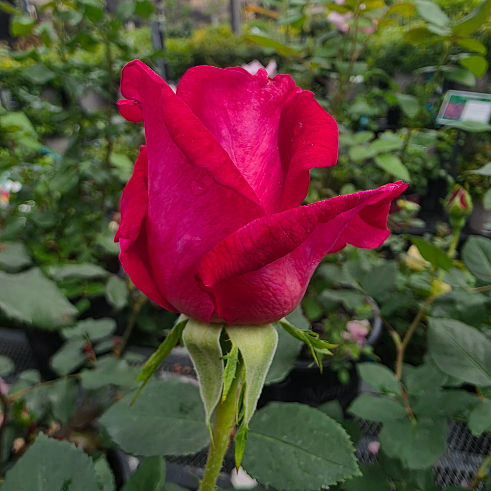 Sweet Spirit™ Rose