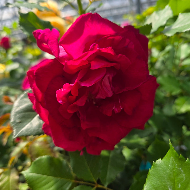 Sweet Spirit™ Rose