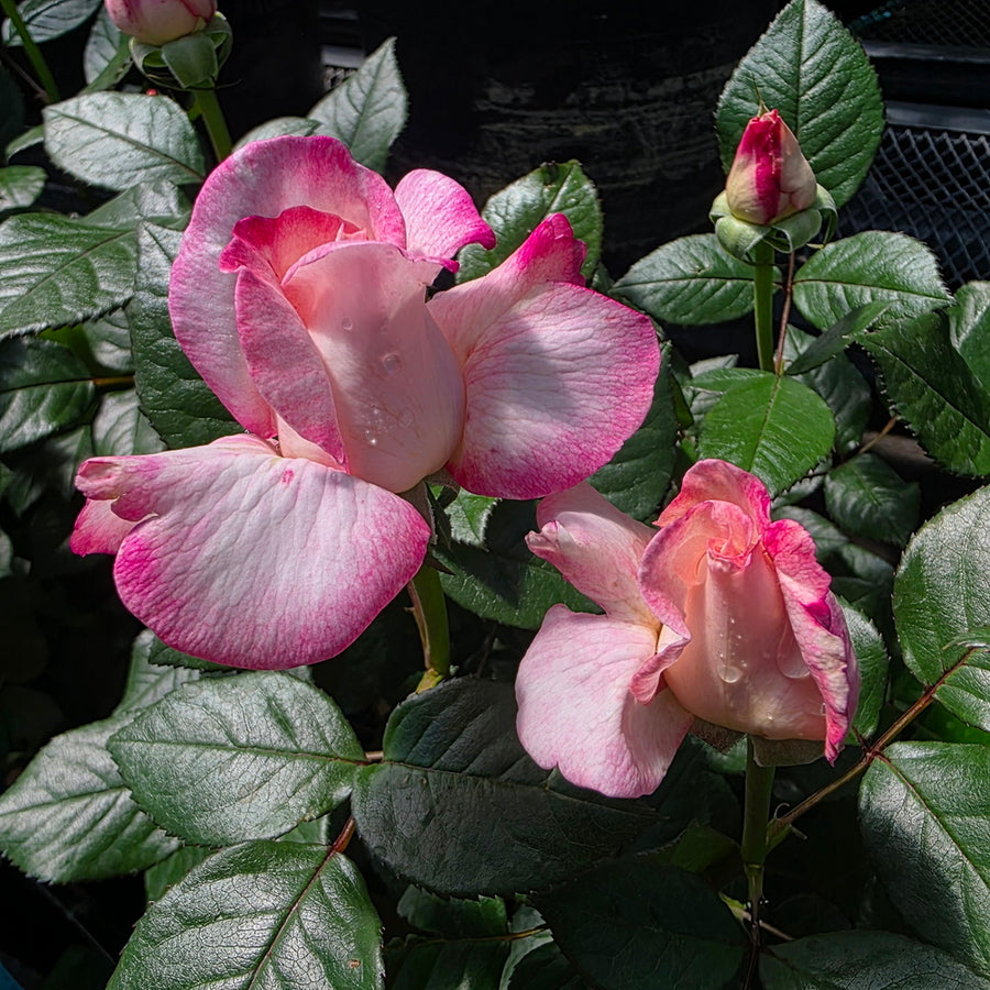 Best Kept Secret™ Rose