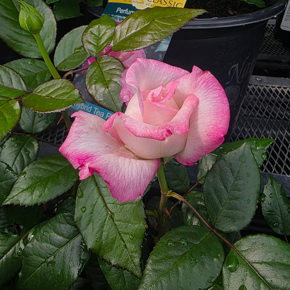 Best Kept Secret™ Rose