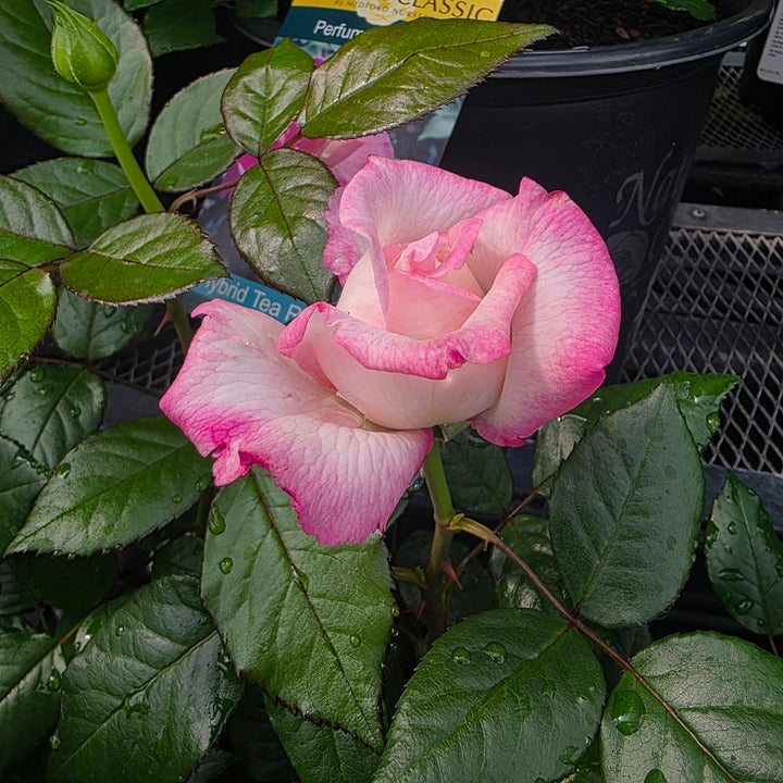 Best Kept Secret™ Rose