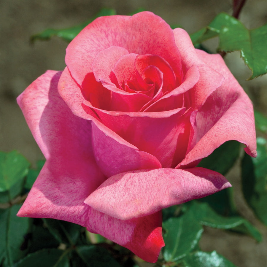 Cinnamon Dolce™ Rose