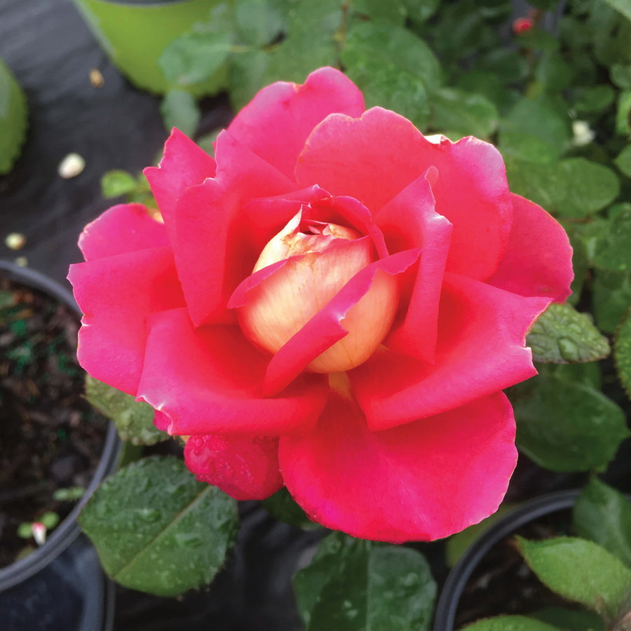 Cherries & Champagne™ Rose