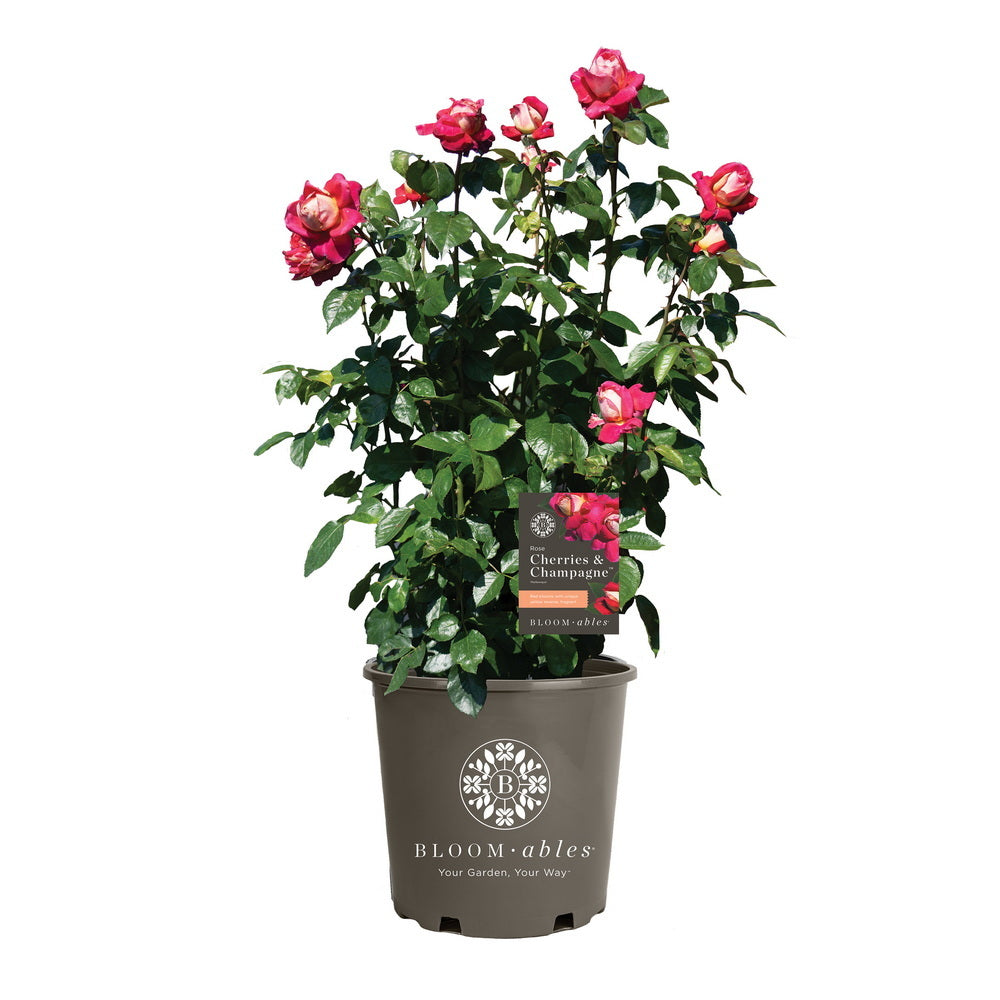 Cherries & Champagne™ Rose