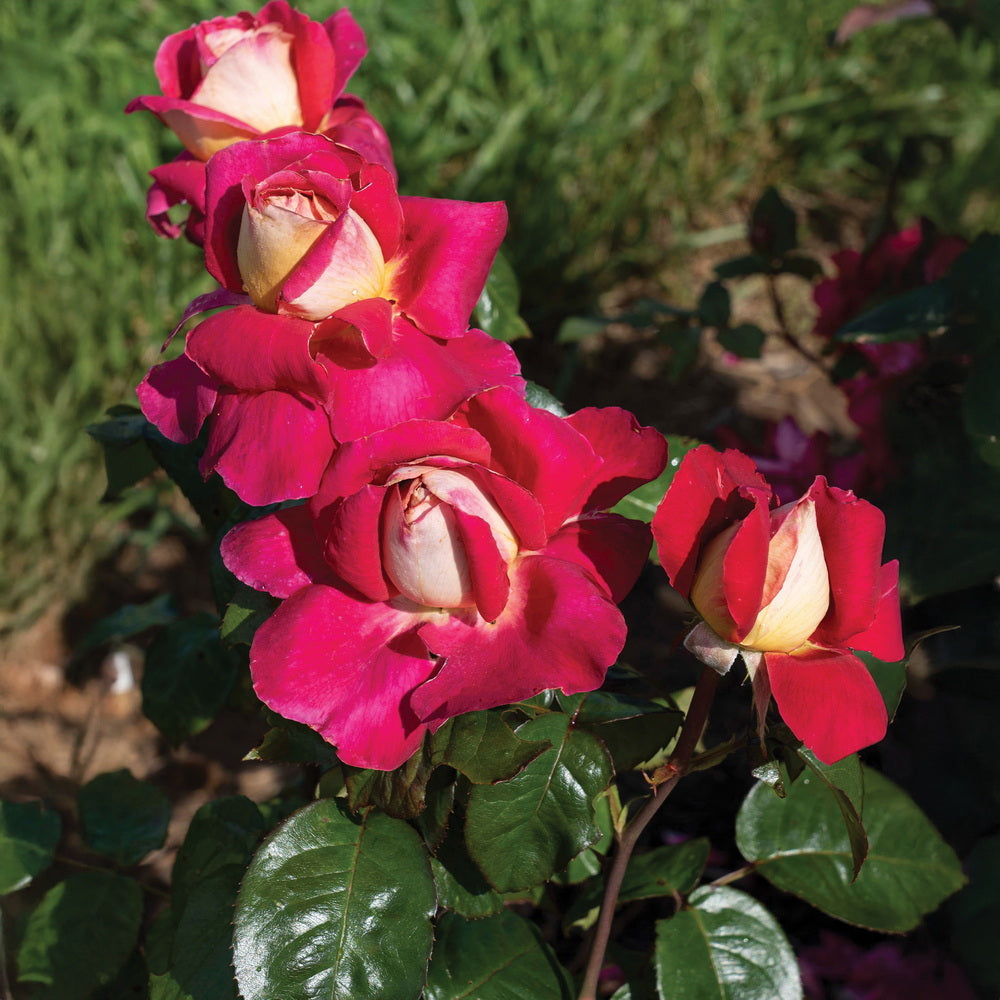 Cherries & Champagne™ Rose
