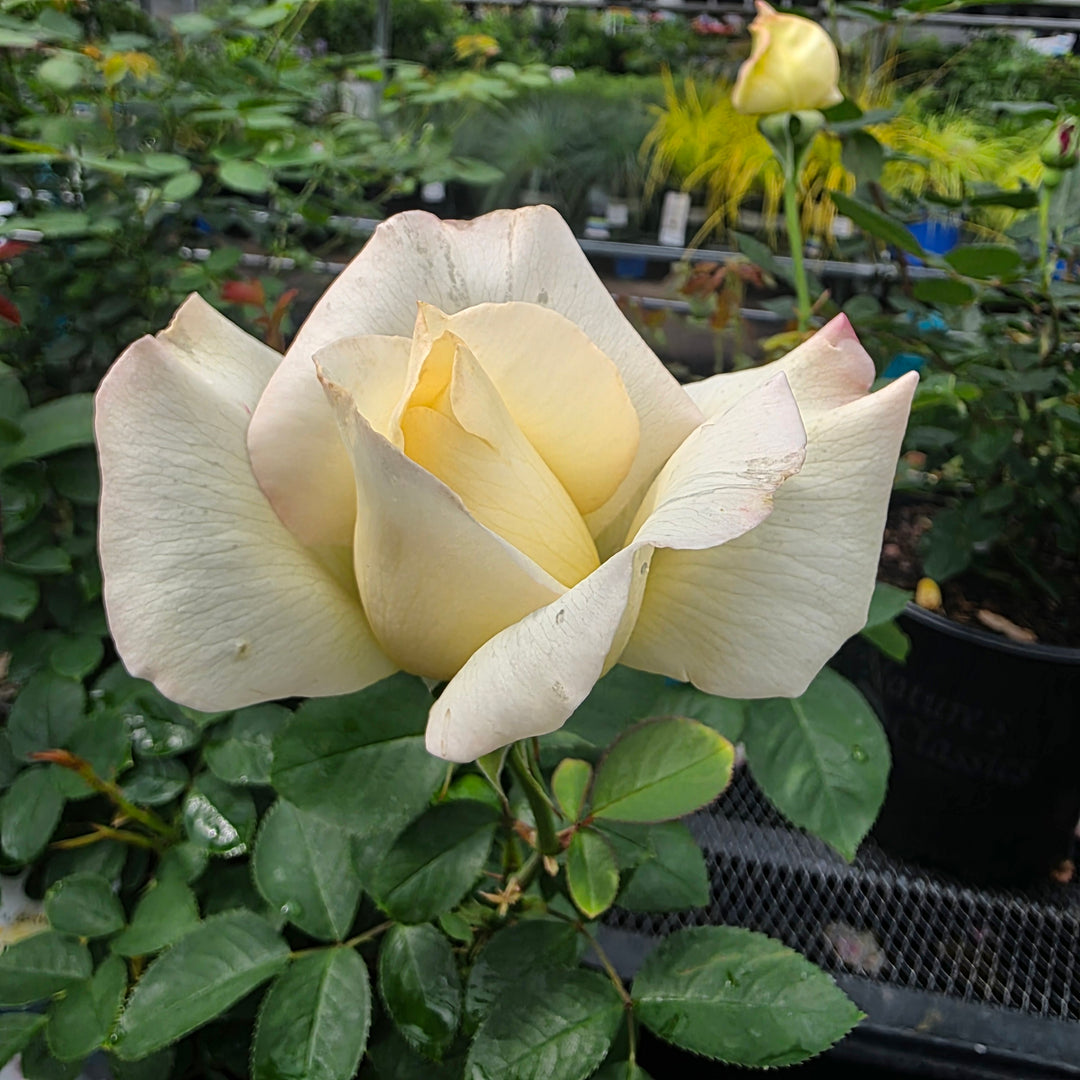 Garden Party Rose