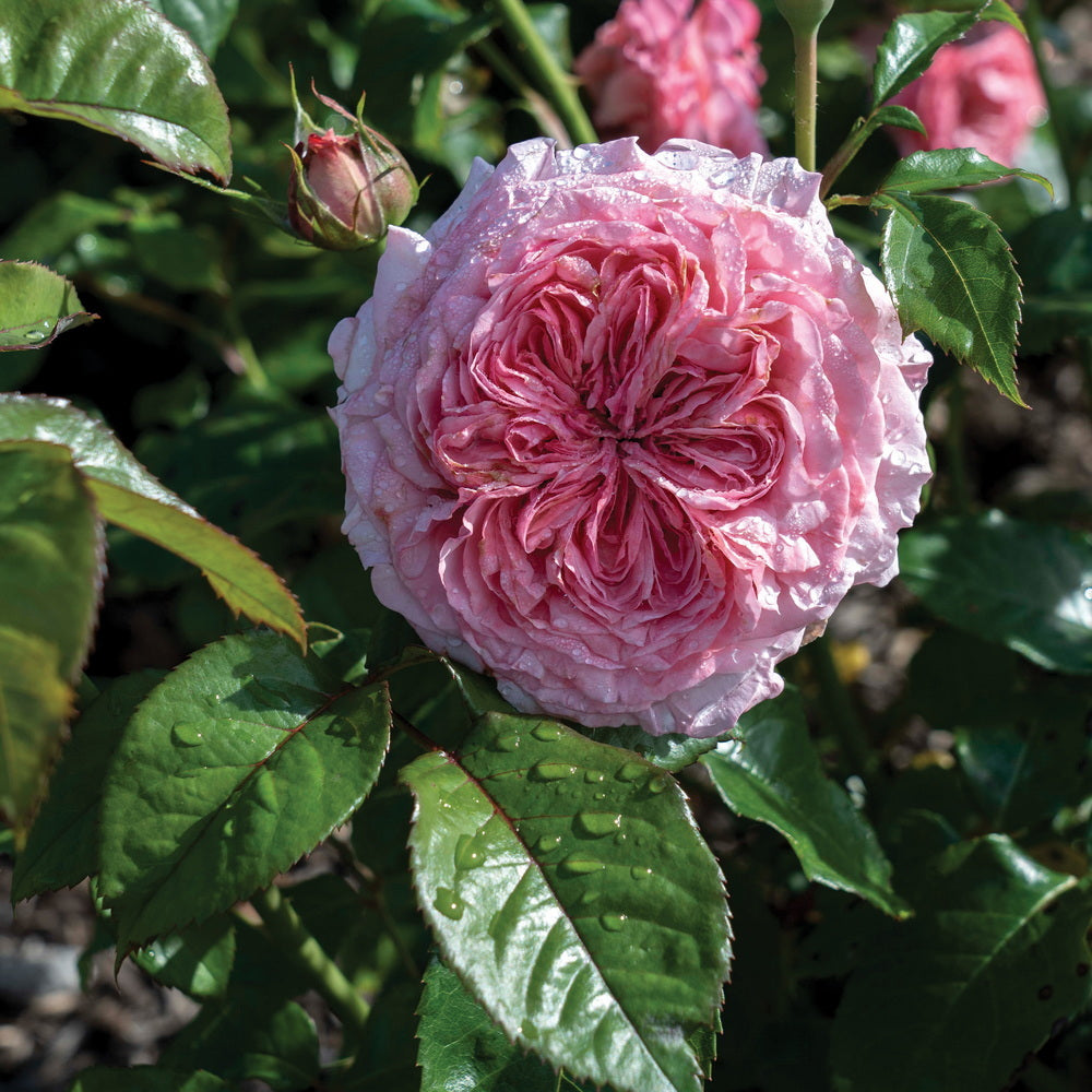 Romantica® Ball Gown™ Rose