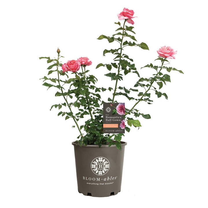 Romantica® Ball Gown™ Rose