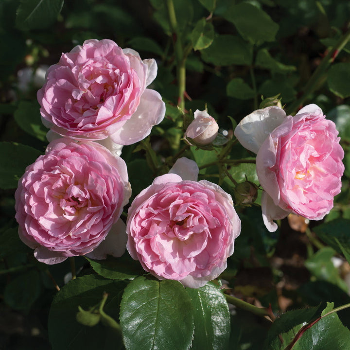 Romantica® Ball Gown™ Rose