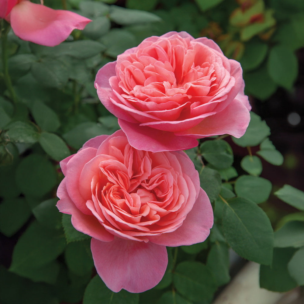 Sweet Mademoiselle™ Rose