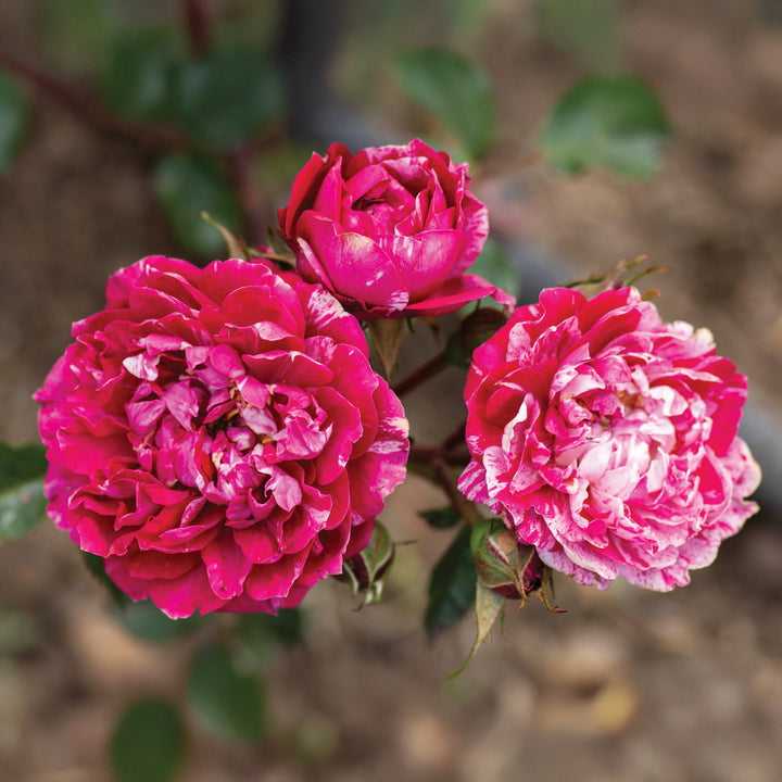 Candy Sunblaze® Rose