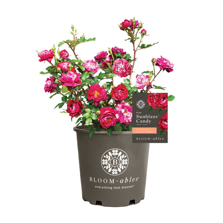 Candy Sunblaze® Rose
