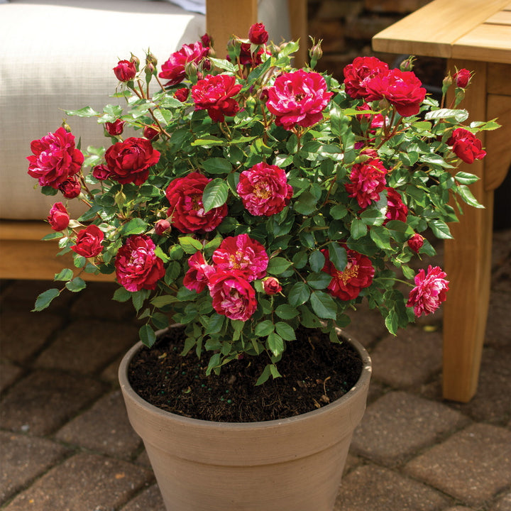 Candy Sunblaze® Rose