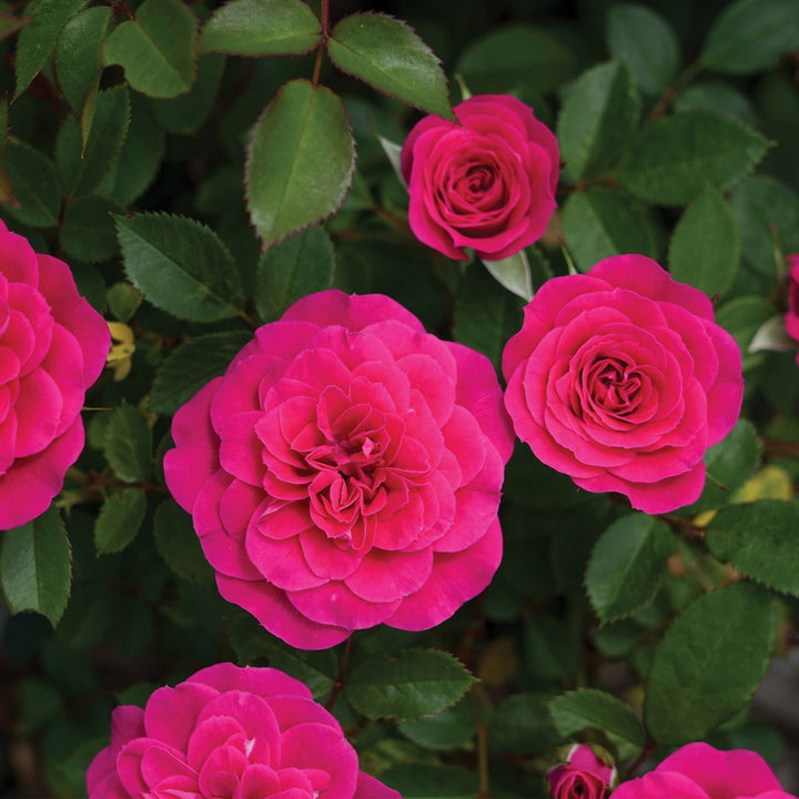 Dragon Fruit Sunblaze® Rose