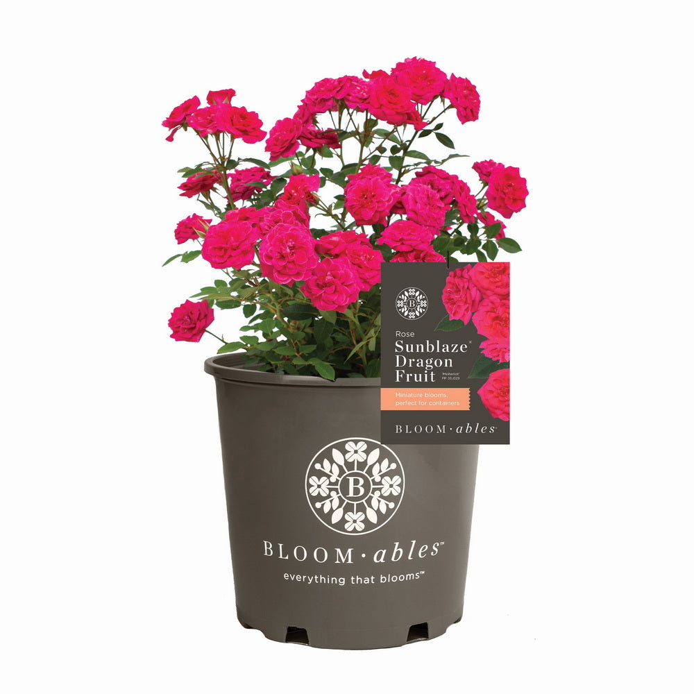 Dragon Fruit Sunblaze® Rose