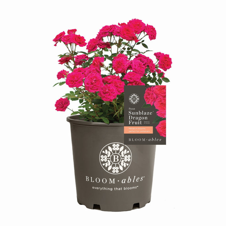 Dragon Fruit Sunblaze® Rose