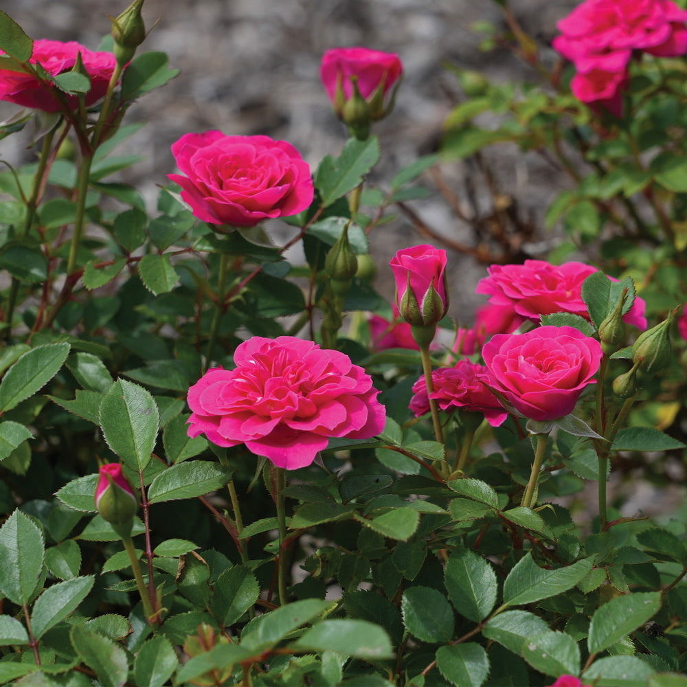 Dragon Fruit Sunblaze® Rose