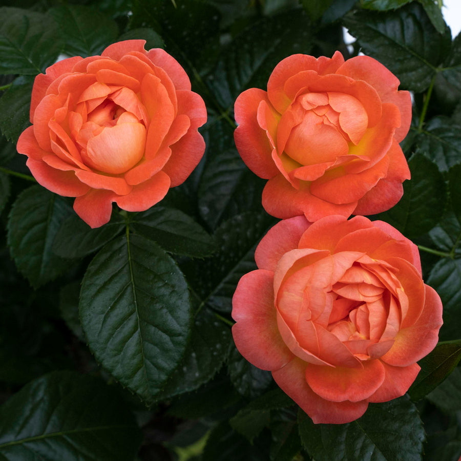 Orange Glow™ Knock Out Rose®