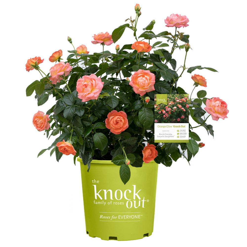 Orange Glow™ Knock Out Rose®