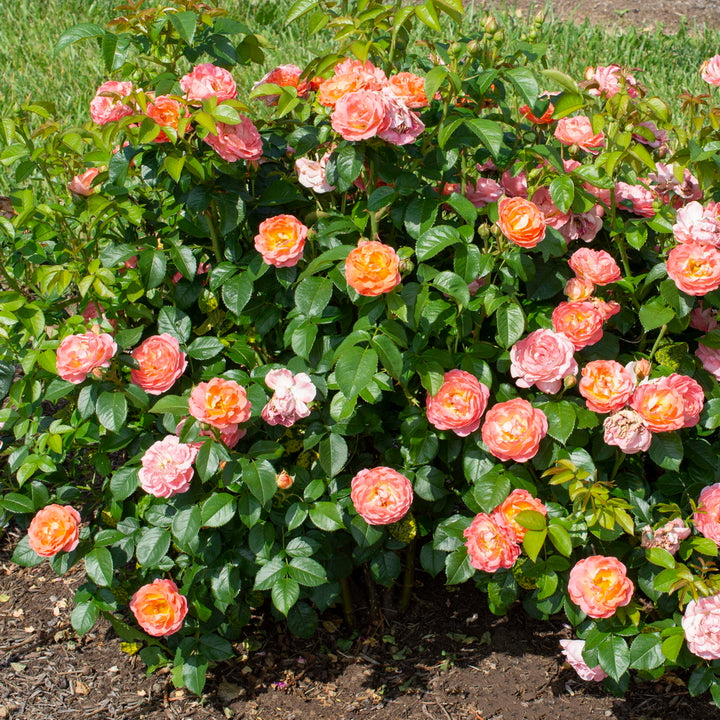 Orange Glow™ Knock Out Rose®