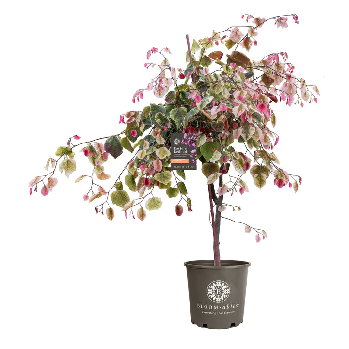 Carolina Sweetheart® Eastern Redbud