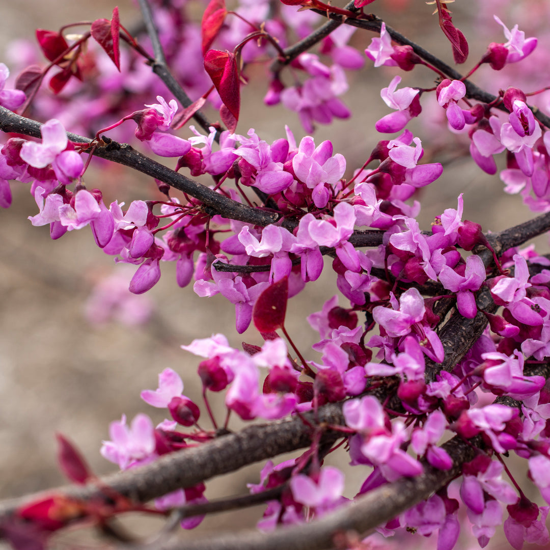 Carolina Sweetheart® Eastern Redbud