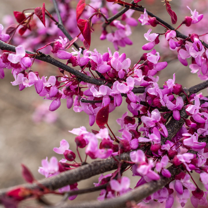 Carolina Sweetheart® Eastern Redbud