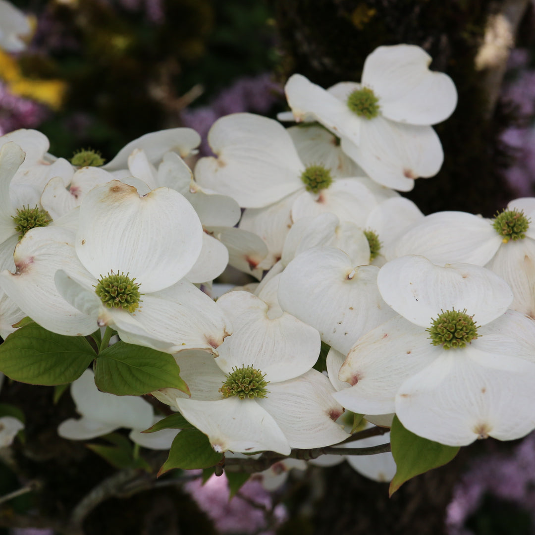 Cloud Nine Flowering Dogwood