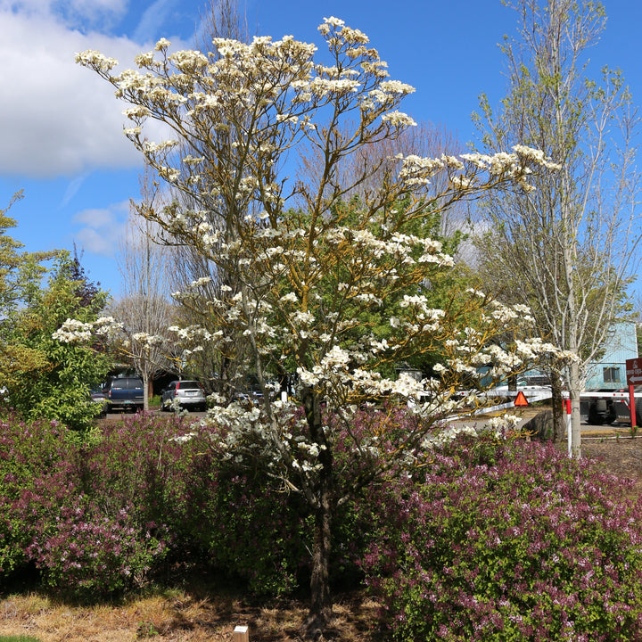 Cloud Nine Flowering Dogwood