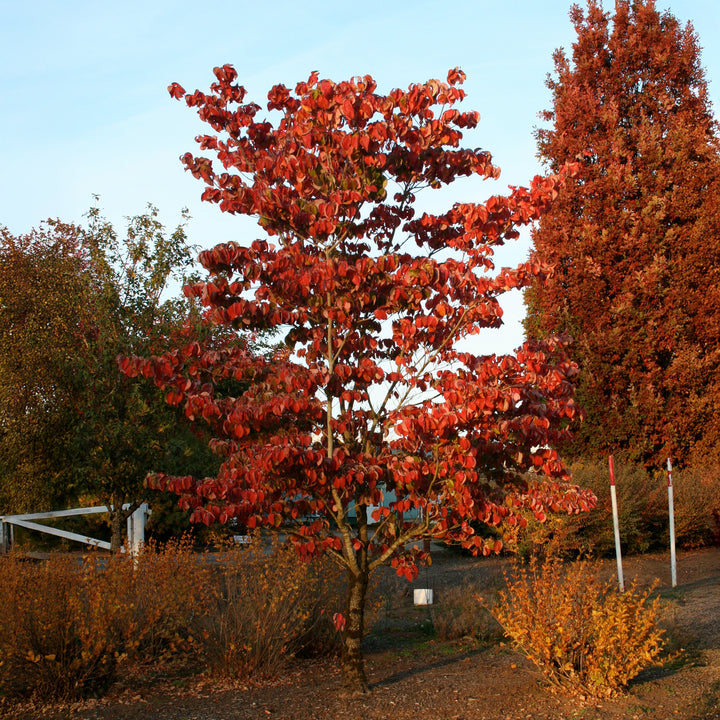 Cloud Nine Flowering Dogwood