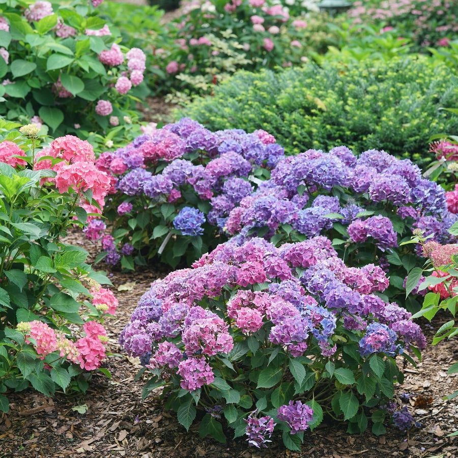 Let's Dance Lovable® Reblooming Hydrangea